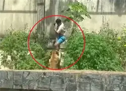 Imágenes fuertes: Leona mata a un hombre que entró a su recinto en un zoológico