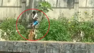 Imágenes fuertes: Leona mata a un hombre que entró a su recinto en un zoológico