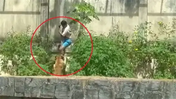 Imágenes fuertes: Leona mata a un hombre que entró a su recinto en un zoológico