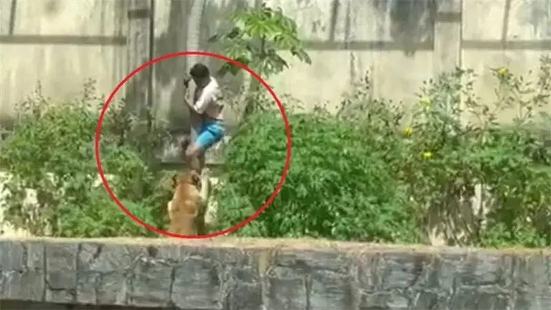Imágenes fuertes: Leona mata a un hombre que entró a su recinto en un zoológico