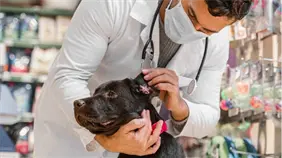 Riesgos de parásitos externos en mascotas y su impacto en la salud humana Riesgos de parásitos externos en mascotas y su impacto en la salud humana