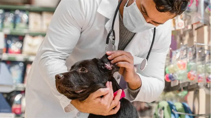 Riesgos de parásitos externos en mascotas y su impacto en la salud humana