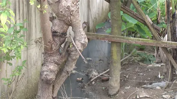 Vecinos denuncian calle Las Orquídeas convertida en lodazal Vecinos denuncian calle Las Orquídeas convertida en lodazal