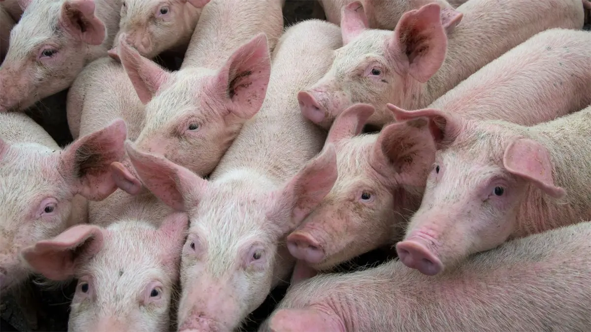 Peste porcina africana afecta a los cerdos de España.