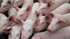 España investiga posible origen en laboratorio de peste porcina ante aumento de casos