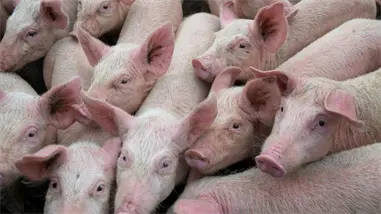 España investiga posible origen en laboratorio de peste porcina ante aumento de casos