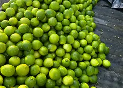 El Cl&uacute;ster del Lim&oacute;n solicita una revisi&oacute;n urgente de la pol&iacute;tica de permisos de importaci&oacute;n