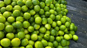 El Clúster del Limón solicita una revisión urgente de la política de permisos de importación