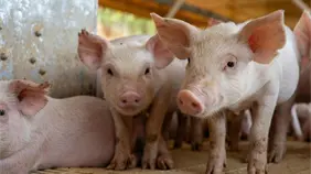 El impacto de la peste porcina en España preocupa al sector cárnico, volcado al exterior