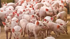 Un juzgado investigará como delito ambiental el brote de peste porcina de Cataluña