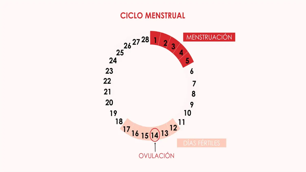Conoce tu ciclo menstrual: cómo identificar tu época fértil y cuidar tu salud
