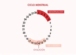 Conoce tu ciclo menstrual: c&oacute;mo identificar tu &eacute;poca f&eacute;rtil y cuidar tu salud