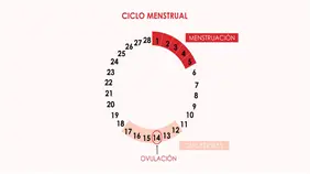 Conoce tu ciclo menstrual: cómo identificar tu época fértil y cuidar tu salud