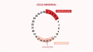 Conoce tu ciclo menstrual: cómo identificar tu época fértil y cuidar tu salud