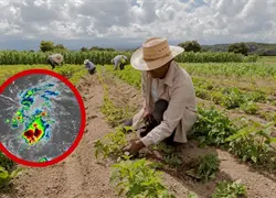 Aumentan precios de plátanos y otros productos agrícolas tras daños por lluvias de octubre