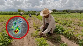 Aumentan precios de plátanos y otros productos agrícolas tras daños por lluvias de octubre