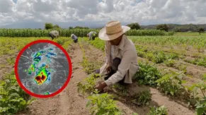 Aumentan precios de plátanos y otros productos agrícolas tras daños por lluvias de octubre