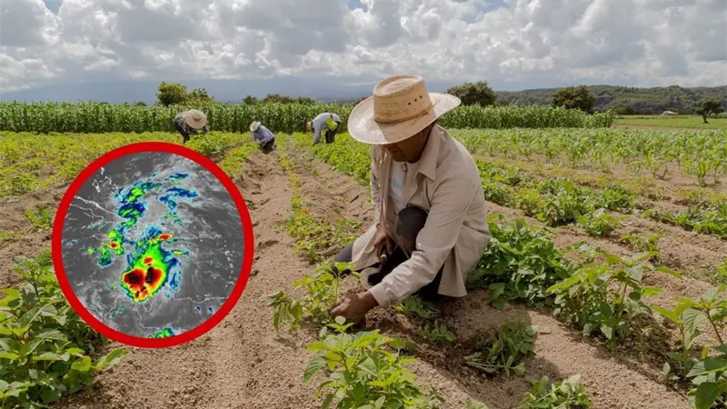 Aumentan precios de plátanos y otros productos agrícolas tras daños por lluvias de octubre