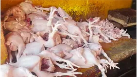 Precio del pollo sigue entre RD$90 y RD$100 en Moca; alertan posible escasez en diciembre