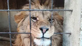 Interpol anuncia incautación de 30,000 animales vivos e identifica 1,100 sospechosos en operativo internacional