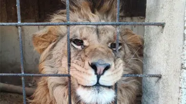 Interpol anuncia incautación de 30,000 animales vivos e identifica 1,100 sospechosos en operativo internacional