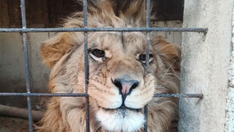 Interpol anuncia incautación de 30,000 animales vivos e identifica 1,100 sospechosos en operativo internacional