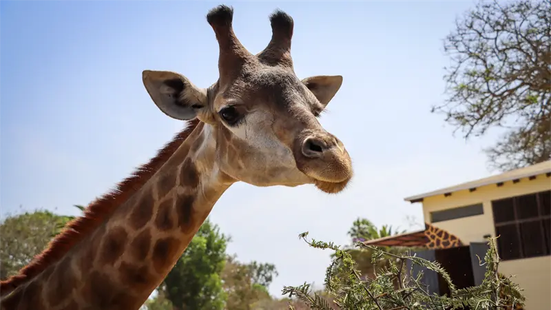 Interpol anuncia incautación de 30,000 animales vivos e identifica 1,100 sospechosos en operativo internacional