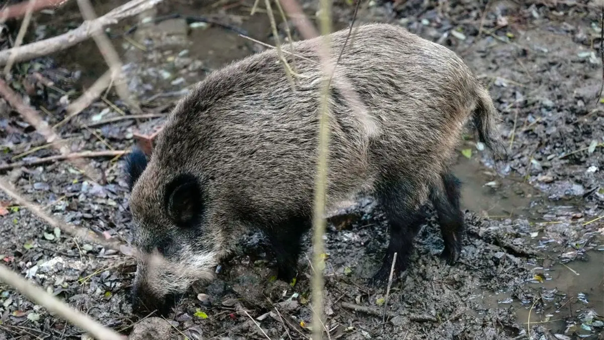 España eleva a dieciséis los jabalíes con peste porcina después de tres casos nuevos