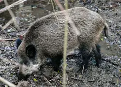 España eleva a dieciséis los jabalíes con peste porcina después de tres casos nuevos