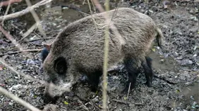España eleva a dieciséis los jabalíes con peste porcina después de tres casos nuevos España eleva a dieciséis los jabalíes con peste porcina después de tres casos nuevos