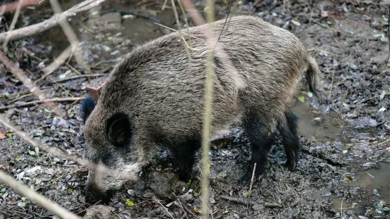 España eleva a dieciséis los jabalíes con peste porcina después de tres casos nuevos