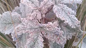 Temperaturas bajo cero se registran en Valle Nuevo durante la madrugada