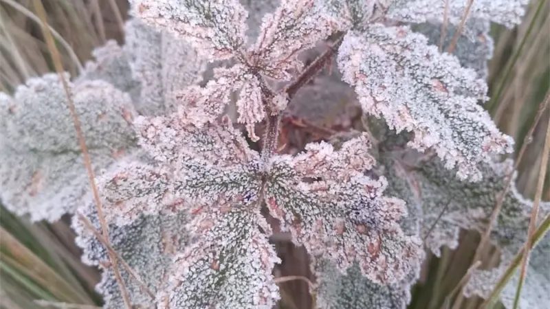 Temperaturas bajo cero se registran en Valle Nuevo durante la madrugada