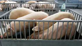 China anuncia aranceles definitivos de hasta el 19,8 % al cerdo europeo durante cinco a&ntilde;os