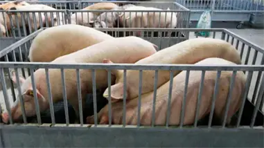 China anuncia aranceles definitivos de hasta el 19,8 % al cerdo europeo durante cinco a&ntilde;os