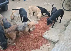 Esc&aacute;ndalo en M&eacute;xico por un hombre que vend&iacute;a carne de perro a carnicer&iacute;as