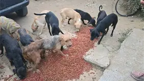 Escándalo en México por un hombre que vendía carne de perro a carnicerías