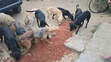 Esc&aacute;ndalo en M&eacute;xico por un hombre que vend&iacute;a carne de perro a carnicer&iacute;as