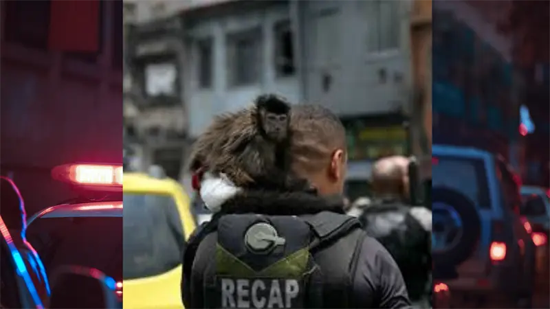 Un mono es conducido a una comisaría por robar y causar trastornos en una ciudad brasileña