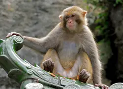 República Dominicana introduce para exhibición al mono Rhesus y el Caiman crocodilus