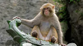 Rep&uacute;blica Dominicana introduce para exhibici&oacute;n al mono Rhesus y el Caiman crocodilus