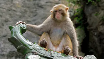 República Dominicana introduce para exhibición al mono Rhesus y el Caiman crocodilus