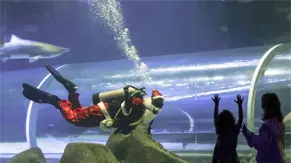 Pap&aacute; Noel celebra la Navidad en Brasil rodeado de tiburones