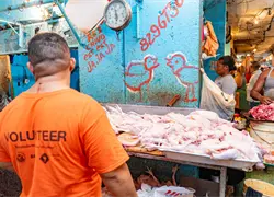 Producci&oacute;n nacional de pollos garantiza abastecimiento y precios estables