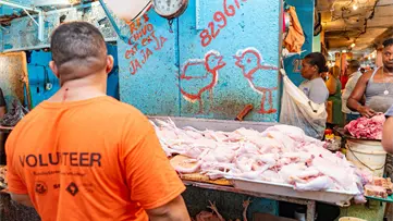 Producción nacional de pollos diciembre garantiza abastecimiento y precios estables