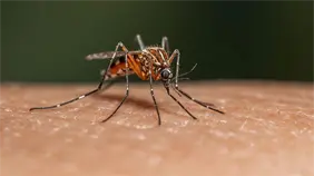 Cuba eleva a 55 el total de muertos por dengue y chikungunya con tres nuevos fallecimientos