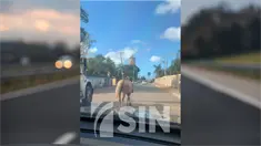 Denuncian caballos andan sin control en Bayaguana
