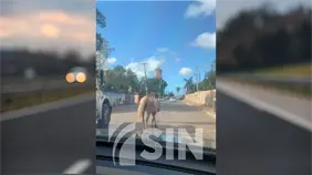 Denuncian caballos andan sin control en Bayaguana