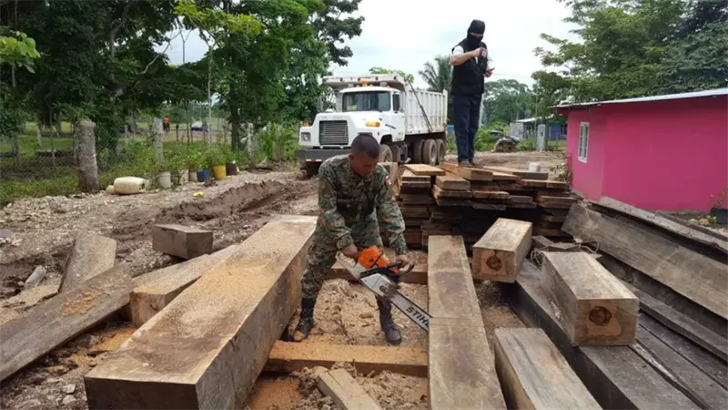 Hallan 220 paquetes de droga ocultos en troncos de madera en Panam&aacute;