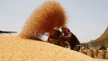 Rusia eleva a 137 millones de toneladas de grano su pron&oacute;stico de cosecha para 2025